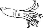 Squid freehand drawings