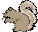 Squirrel freehand drawings