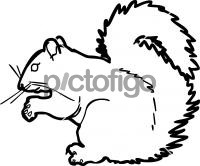 SquirrelFreehand Image