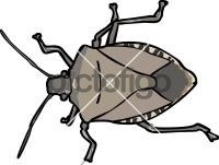 Stinkbug