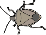 Stinkbug