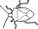 Stinkbug