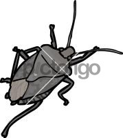 stinkbug