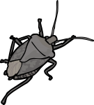 stinkbug