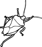 Stinkbug