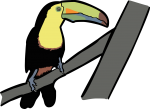 Keel Billed Toucan freehand drawings