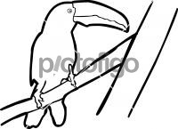 Keel Billed ToucanFreehand Image