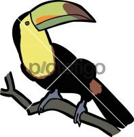 Keel Billed ToucanFreehand Image