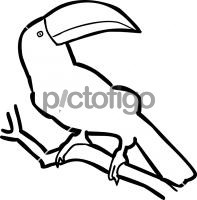 Keel Billed ToucanFreehand Image