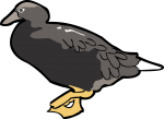 Kelp Goose Toucan freehand drawings