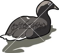 Kelp Goose ToucanFreehand Image