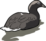 Kelp Goose Toucan