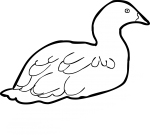 Kelp Goose Toucan freehand drawings