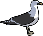 Kelp Gull