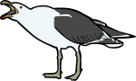 Kelp Gull