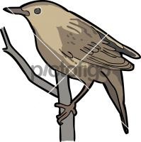 Lanceolated Warbler