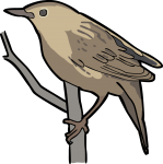 Lanceolated Warbler