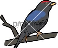 Lance Tailed Manakin