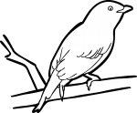 Lance Tailed Manakin freehand drawings