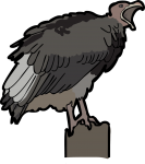 Lappet Faced Vulture