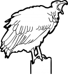 Lappet Faced Vulture freehand drawings