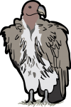 Lappet Faced Vulture freehand drawings