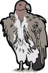 Lappet Faced Vulture