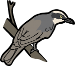 Large Woodshrike