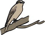 Large Woodshrike freehand drawings