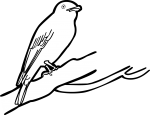 Large Woodshrike freehand drawings