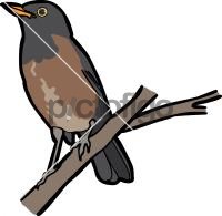 La Selle Thrush