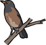 La Selle Thrush freehand drawings