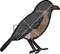 La Selle Thrush