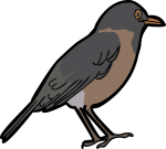 La Selle Thrush