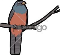 Lattice Tailed TrogonFreehand Image