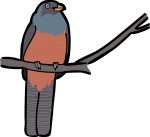 Lattice Tailed Trogon freehand drawings