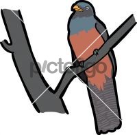 Lattice Tailed Trogon