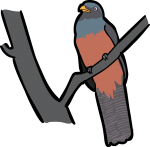 Lattice Tailed Trogon