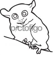 Tarsier