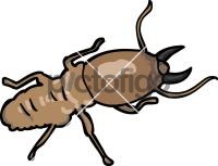 Termite