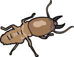 Termite