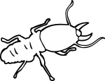 Termite