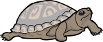 Turtle freehand drawings