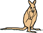 Wallaby