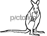 Wallaby