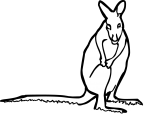 Wallaby freehand drawings