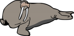 walrus freehand drawings
