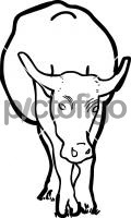 Water Buffalo