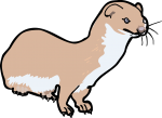 Weasel freehand drawings