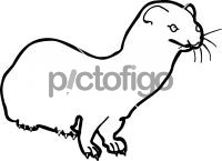 WeaselFreehand Image